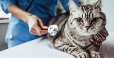 Pancreatitis en gatos