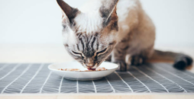 alimentos húmedos para gatos