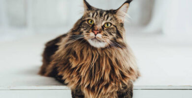 Maine Coon raza